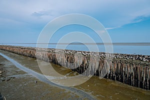 Mangrove forest without trees. Bamboo barrier between the sea an