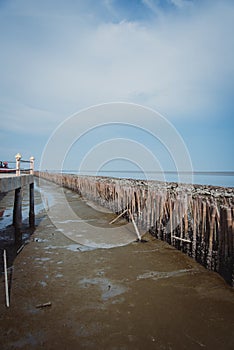 Mangrove forest without trees. Bamboo barrier between the sea an