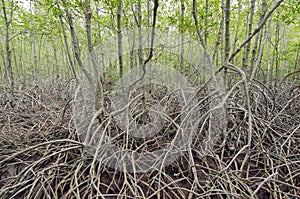 Mangrove forest (Trees include Rhizophoraceae, Ceriops, tagal, d