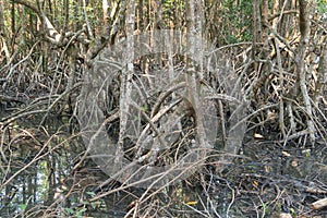 Mangrove forest view.