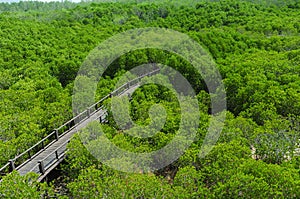 Mangrove forest with walking track