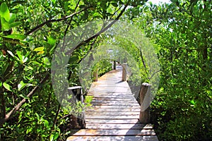 Mangrove forest walkway jungle mexico