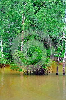 Mangrove forest in water , tropical Sabbah Borneo Malaysia