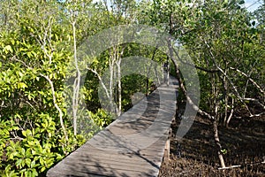 Mangrove forest with wood Walk way