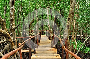 Mangrove forest in Zanzibar