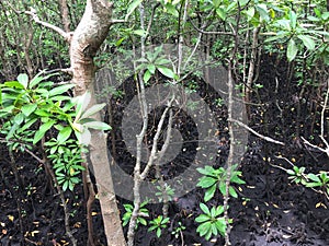 Mangrove forest on Zanzibar island, Tansania