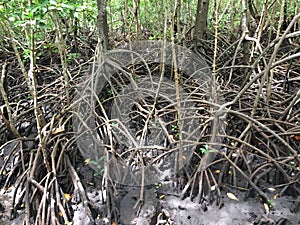 Mangrove forest on Zanzibar island, Tansania