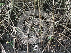 Mangrove forest on Zanzibar island, Tansania