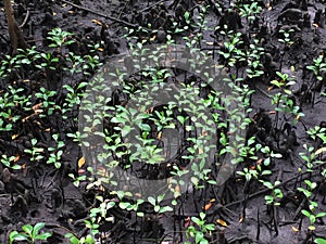 Mangrove forest on Zanzibar island, Tansania