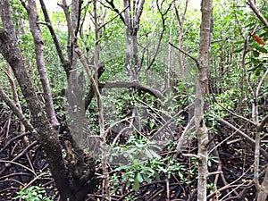 Mangrove forest on Zanzibar island, Tansania
