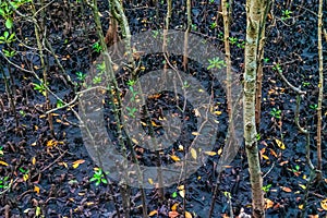 Mangrove forest, Zanzibar. Tropical forest in mud. Jozani forest