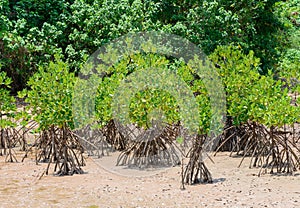 Mangrove forestation