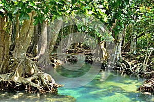 Mangrove forests