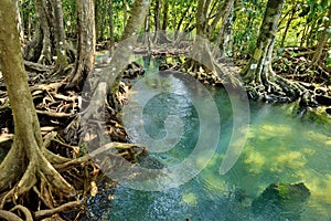 Mangrove forests photo