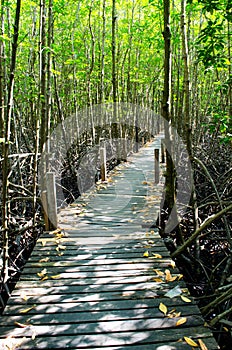 The Mangrove Forests