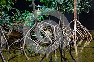 Mangrove forests, also called mangrove swamps are productive wetlands that occur in coastal intertidal zones