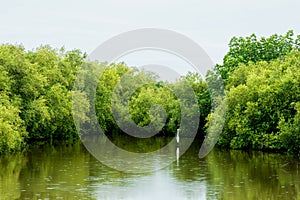 Mangrove forests with a Ardeidae dird. photo