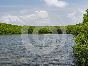 Mangrove forests with green leaves on Lac Bay, Bonaire, Lake Goto, Netherlands Antilles.