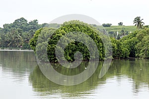 MANGROVE FORESTS - MANGROVES -RIVER SIDE