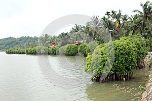 MANGROVE FORESTS - MANGROVES -RIVER SIDE