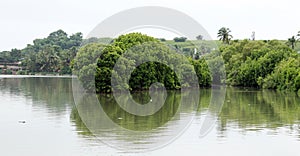 MANGROVE FORESTS - MANGROVES -RIVER SIDE