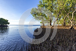 Mangrove forests in Maumere, Flores photo