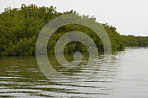 Mangrove forests in the Saloum river Delta area, Senegal, West Africa