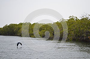 Mangrove forests in the Saloum river Delta area, Senegal, West Africa