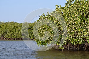 Mangrove forests in the Saloum river Delta area, Senegal, West Africa