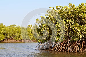 Mangrove forests in the Saloum river Delta area, Senegal, West Africa