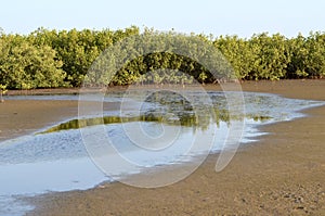 Mangrove forests in the Saloum river Delta area, Senegal, West Africa