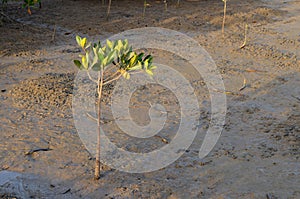 Mangrove forests in the Saloum river Delta area, Senegal, West Africa