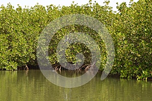 Mangrove forests in the Saloum river Delta area, Senegal, West Africa