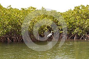 Mangrove forests in the Saloum river Delta area, Senegal, West Africa