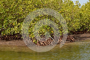 Mangrove forests in the Saloum river Delta area, Senegal, West Africa