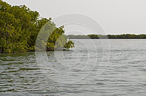 Mangrove forests in the Saloum river Delta area, Senegal, West Africa