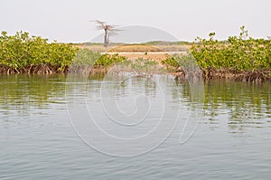 Mangrove forests in the Saloum river Delta area, Senegal, West Africa