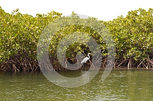 Mangrove forests in the Saloum river Delta area, Senegal, West Africa photo