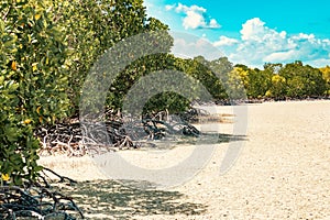 Mangrove forests on the sandy beach of Mida Creek in Watamu during the low tide in Malindi, Kenya