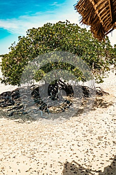 Mangrove forests on the sandy beach of Mida Creek in Watamu during the low tide in Malindi, Kenya