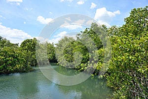 Mangrove forests