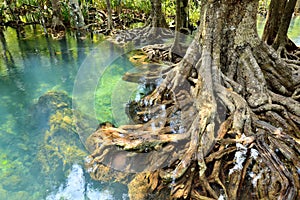 Mangrove forests photo