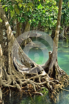 Mangrove forests