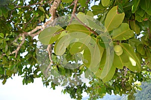 Mangrove fruit
