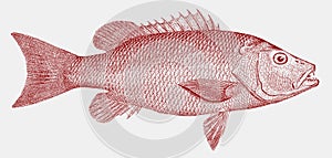 Mangrove or gray snapper, lutjanus griseus, marine fish from the atlantic photo