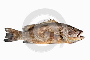 Mangrove gray snapper fish isolated white background full length raw