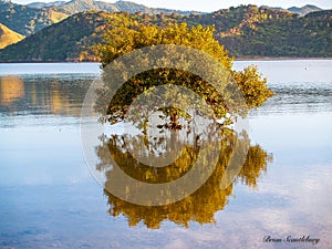 Mangrove growing in Colville Bay