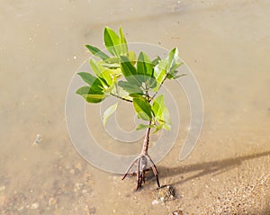 Mangrove growing in nature