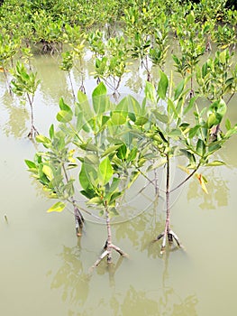 Mangrove growing in nature