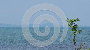 mangrove growing from salty water on supporting roots at low tide